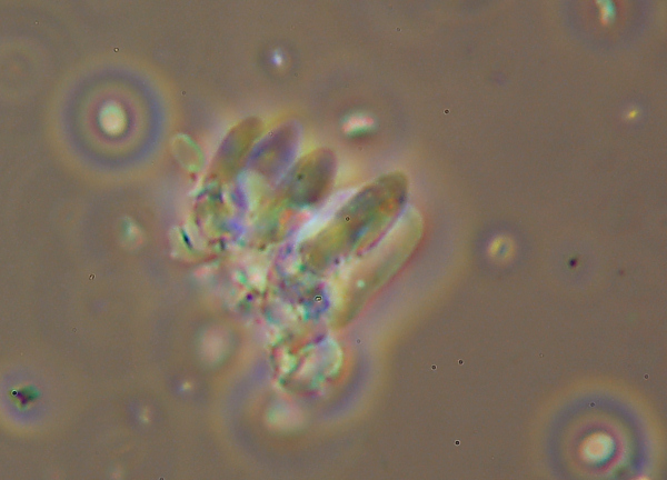 Miniera di Gambatesa 28